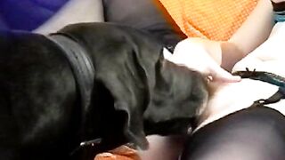 Horny Girls Fucking Big Dog