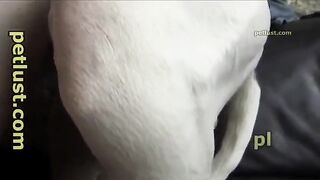 Big Dog Fucks Young Boy